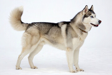 siberian husky dog © musa