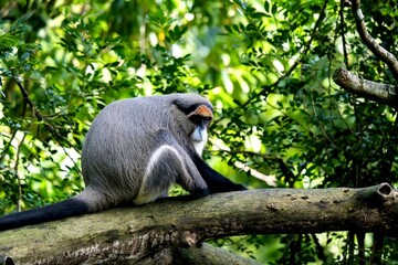 An adult De Brazza's monkey (cercopithecus neglectus), an Old World monkey native to central Africa, sitting on a tree branch inside its zoo enclosure - Singapore © Jina Ihm