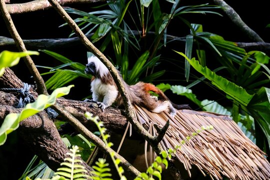  A cotton-top tamarin monkey (Saguinus oedipus) perched on the top of a thatched roof inside its zoo enclosure - Singapore