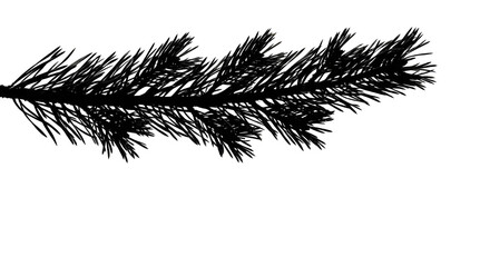 Dark pine branch silhouette with needle texture isolated on black background. © Jurairat