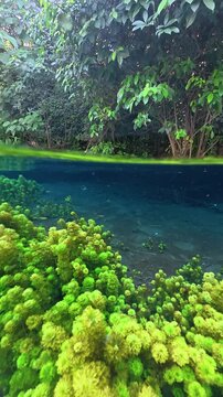 Cabomba Freshwater Plant in the Wild River Stream Lake Underwater Dome Half Top and Bottom in Malang Sumber Sira