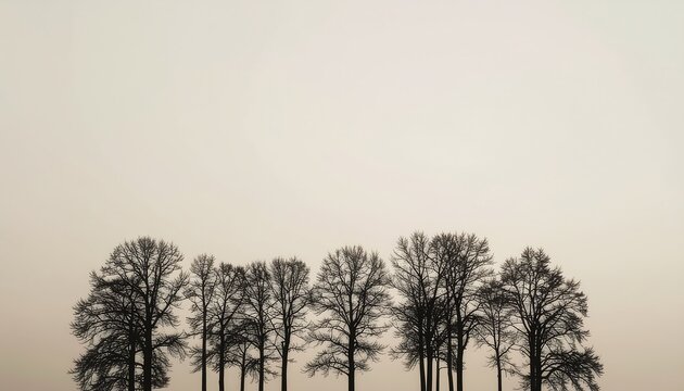 Row of Bare Tree Silhouettes in Minimalist Foggy Landscape