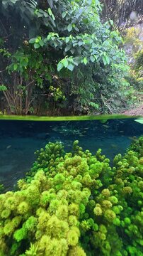 Cabomba Freshwater Plant in the Wild River Stream Lake Underwater Dome Half Top and Bottom in Malang Sumber Sira
