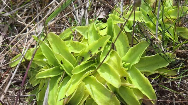 A close-up view of a vibrant wild butterwort carnivorous plant thriving in its natural habitat, showcasing bright yellow-green rosettes surrounded by dry grass and foliage.