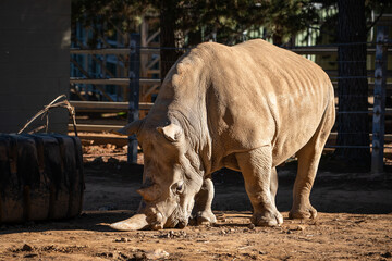 Majestic Rhino Grazing Under Sunlight At Zoo © LightItUp