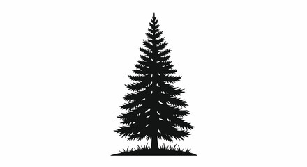 Obraz premium Close up of a tall evergreen coniferous tree.