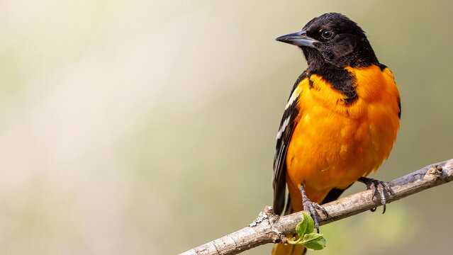 bird on a branch
