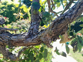 Fototapeta premium Close-Up of Gnarled Rose Bush Branch Bark and Knotted Branch Texture in Sunlight
