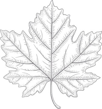 Un dibujo detallado a mano en blanco y negro de una sola hoja de arce con l&iacute;neas de venas intrincadas