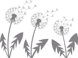 Un minimalista de tres flores de diente de león grises con semillas volando al viento sobre un fondo blanco © Papri_stock