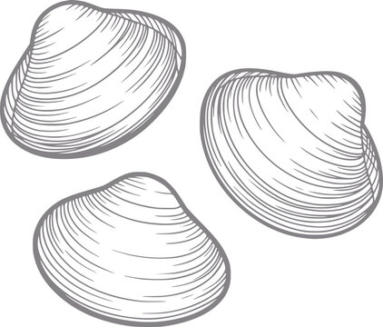 Un dibujo detallado a mano de tres conchas marinas aisladas sobre un fondo blanco limpio para proyectos