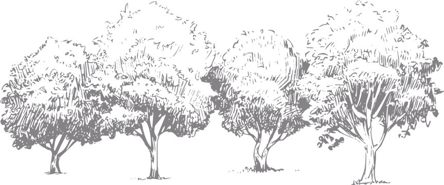 Un dibujo a mano de una fila de cuatro &aacute;rboles caducifolios aislados sobre un fondo blanco liso