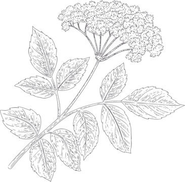 Bot&aacute;nico detallado de una rama de planta de sa&uacute;co en flor con hojas en un estilo vintage
