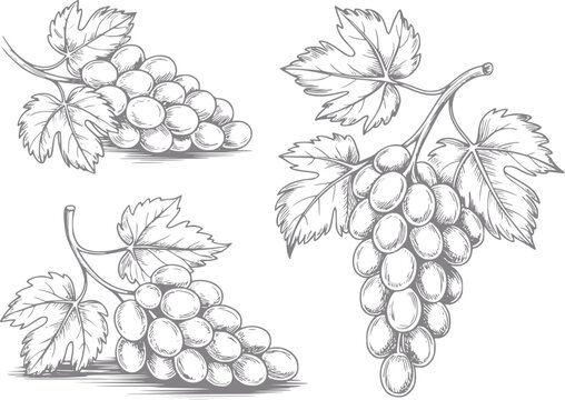 Estilo vintage dibujado a mano de tres racimos de uvas con hojas aislados sobre un fondo blanco