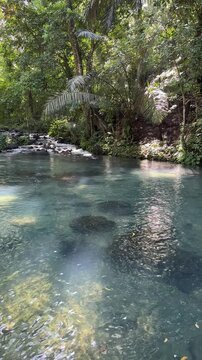 Clear blue natural pool in lush tropical jungle rainforest