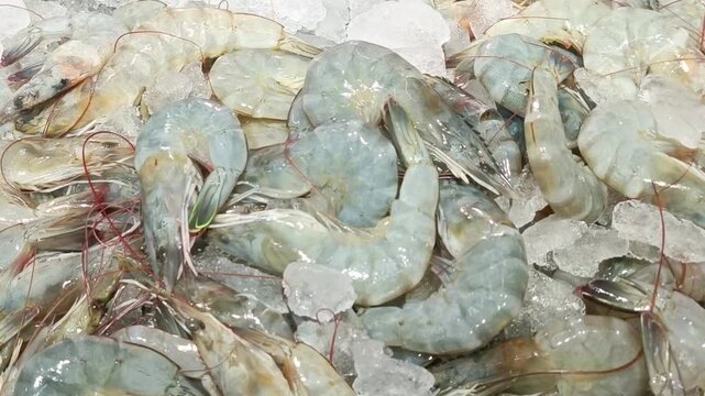 Fresh raw shrimp and whole prawns on cold ice at a seafood market display.