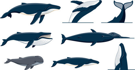 Humpback and blue whale vector graphic toolkit featuring mid air breaching positions, open mouth baleen feeding pose, small calf illustration and splashing tail fluke icon. © axios