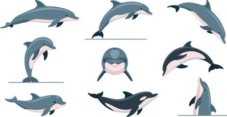 Bottlenose dolphin vector illustration kit featuring mid air jumping positions, playful tail stand pose, small newborn calf graphic and smiling front view marine mammal face portrait. © axios