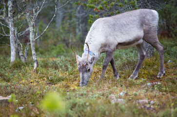 Reindeer in the autumnal forest in Finland. © Jne Valokuvaus