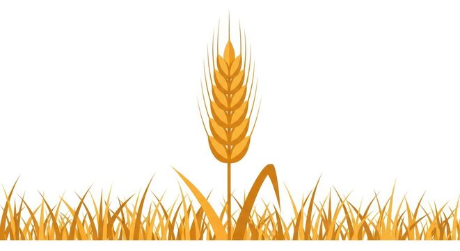 Golden Wheat Grain in Field.