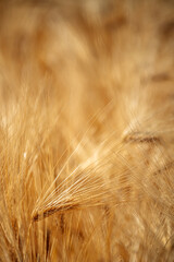 Obraz premium Close-up view of a golden barley field with ripe ears of grain swaying in warm sunlight, suggesting harvest, abundance and rural summer life