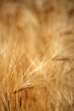 Close-up view of a golden barley field with ripe ears of grain swaying in warm sunlight, suggesting harvest, abundance and rural summer life