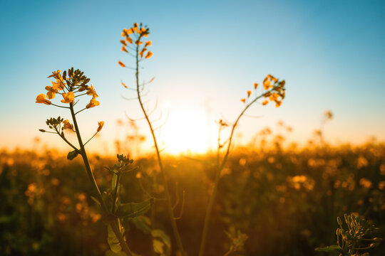 Golden sunset over canola field with yellow wildflowers in soft morning glow