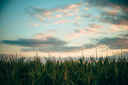 Beautiful agricultural landscape of a maize crop field stretching beneath a serene twilight sky with pink-tinged clouds.