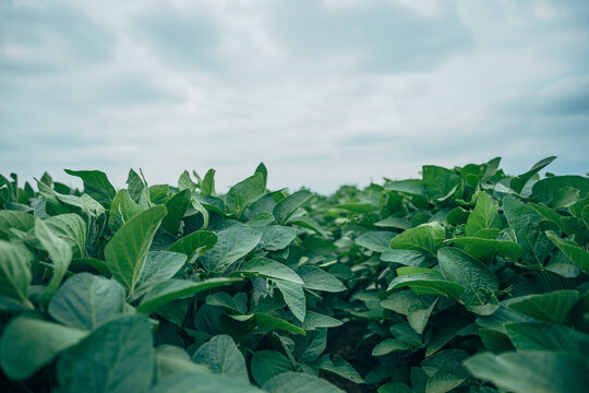 Dense soybean foliage with healthy green leaves in a cultivated field. Sustainable agriculture, crop health and food production concept.