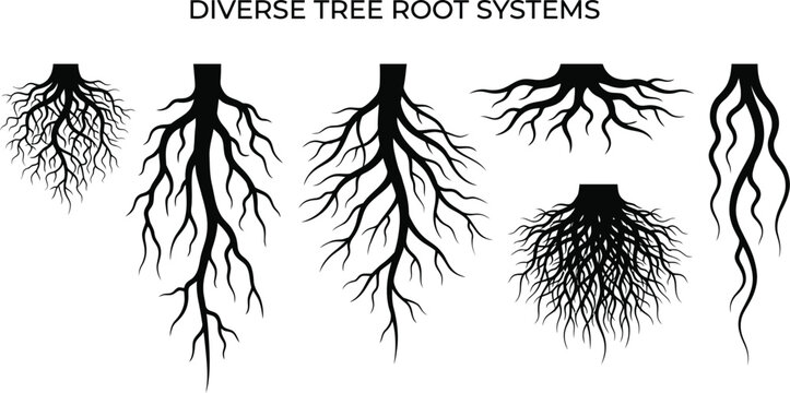 Diverse Tree Root Systems Black Silhouette Vector Illustration On White Background