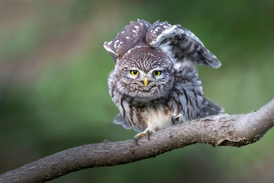 Little owl stretching wings