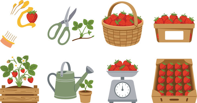 Strawberry Growing Harvesting and Packaging Illustration Collection with Garden Tools and Fresh Produce