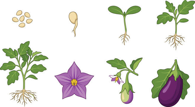 Eggplant Growth Cycle Illustration with Seeds Seedlings Flower Plant and Ripe Purple Fruit
Eggplant Growth Cycle Illustration with Seeds Seedlings Flower Plant and Ripe Purple Fruit