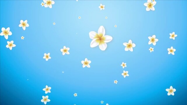 Beautiful animation backgroundof white plumeria flowers falling and floating down against a bright blue sky 
