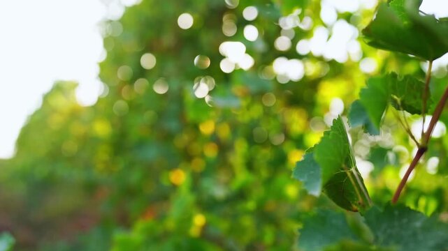 Slow motion video of grape vineyard in which camera moves alongside green foliage of vines against backdrop of circular bokeh effects caused by yellow sunlight. Background footage, additional footage