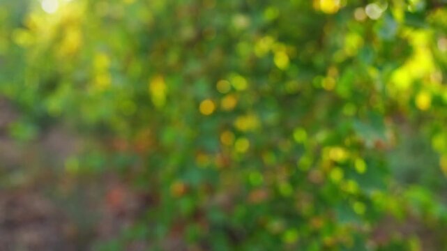 A natural video with a blurred background, in which the green foliage on the grape plantations is barely distinguishable in the form of round bokeh effects of yellow sunlight. Backdrop footage, b-roll