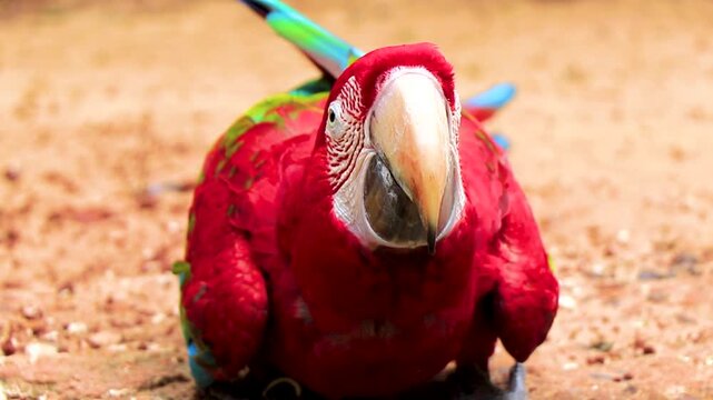 Scarlet macaw drinking fresh river water in tropical rainforest Brazil.