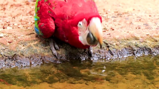 Scarlet macaw drinking fresh river water in tropical rainforest Brazil.