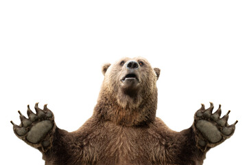 Obraz premium A brown bear looking up with raised paws on a transparent background.