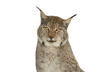 lynx portrait with direct gaze on transparent background. © fotomaster