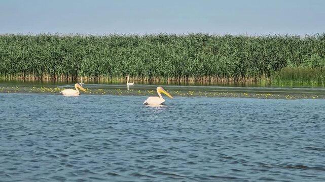 Pelicans swimming among reeds and water lilies in scenic Danube Delta wetlands
