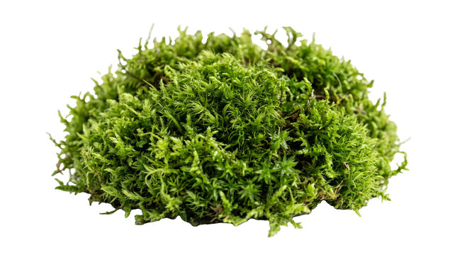 Close up green moss cushion clump plant texture.