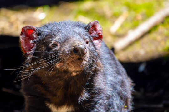 close-up of a tasmanian devil