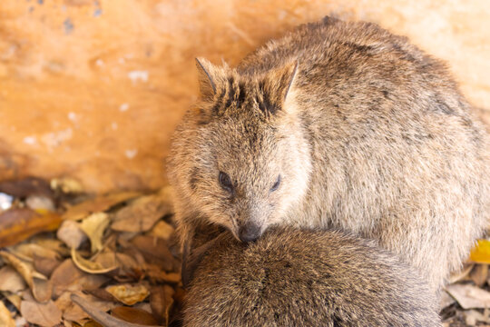 pair of quokkas