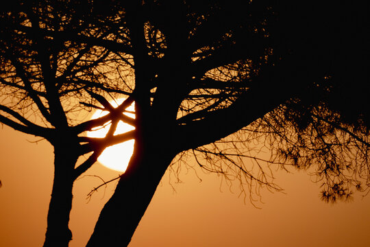 silhouette of a tree