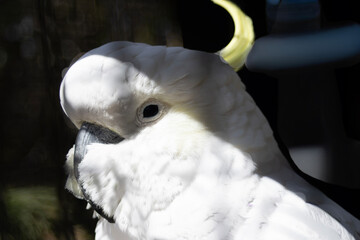 white parrot © Marco