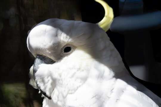 white parrot
