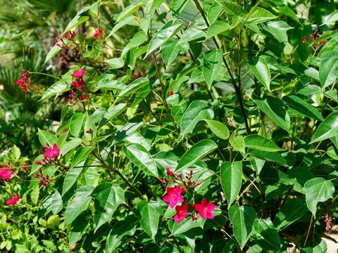 Spicy Jatropha (Jatropha integerrima) Ornamental bushy shrub producing flowers with fused bright red petals and yellow stamens surrounded by abundant petiolate green, pointed leaves
