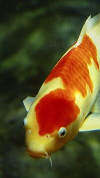Aquarium Filled With Colorful Koi Fish. Golden Koi Fish Swimming In Shanghai Ocean Aquarium. Koi Literally Carp. Colorful Decorative Fish Float In Zoo Aquarium. Decorative Orange Underwater Fishes