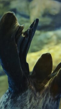 Tail Of Common Seal Close Up View. Phoca Vitulina Tail Of Seal Is Relatively Short, Often Hidden Beneath Their Blubber And Skin. Muscular Appendage Allowing Harbor Seal To Navigate With Precision And